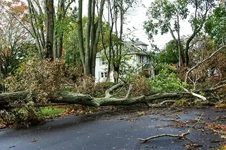 Storm Damage Emergency Tree Services